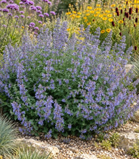Nepeta ‘Six Hills Giant’